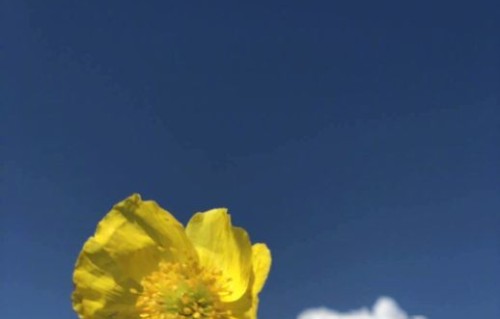 演员宋轶和张若昀等业内人士对未来AI与演员的关系持何种看法？|戏剧|None|陈数|情感|职业