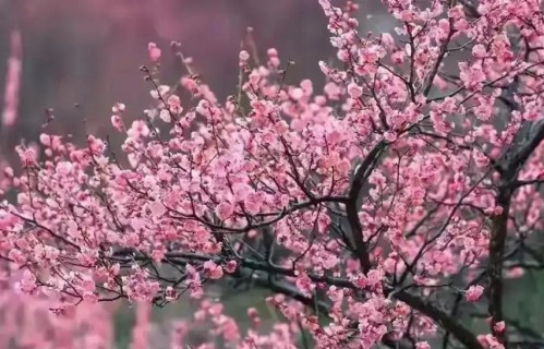 老了才明白：父母一旦超过73，立刻停止3种行为，否则晚景会凄凉