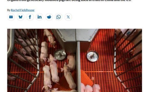 人类首次！我国团队实现猪肝肾同期人体移植