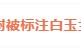 白玉兰尚未揭晓，《生命树》被爱奇艺标注“白玉兰奖”？