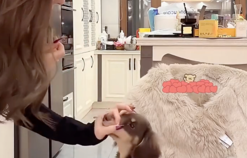 网红“高迪大美”夫妇爱犬车库遭车辆碾轧离世，工作人员牵绳合规仍遇不幸